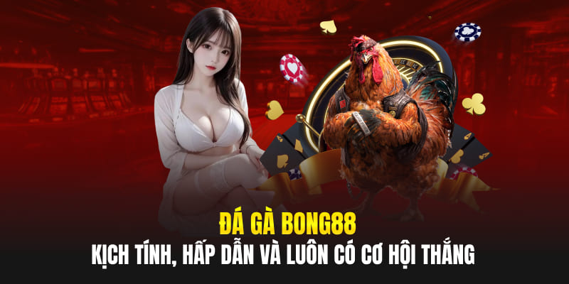 Đá Gà Bong88 - Kịch Tính, Hấp Dẫn Và Luôn Có Cơ Hội Thắng Lớn