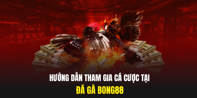 Hướng dẫn tham gia cá cược tại đá gà Bong88