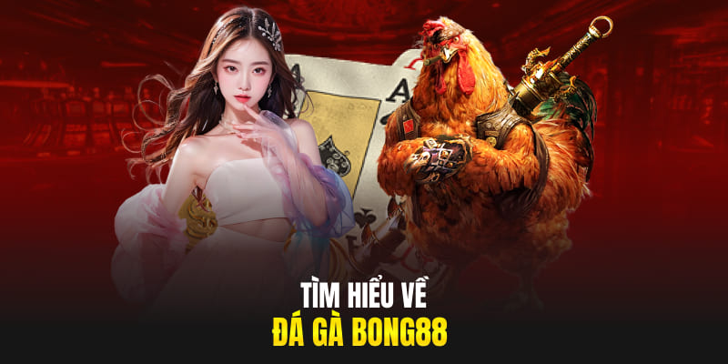 Tìm hiểu về đá gà Bong88